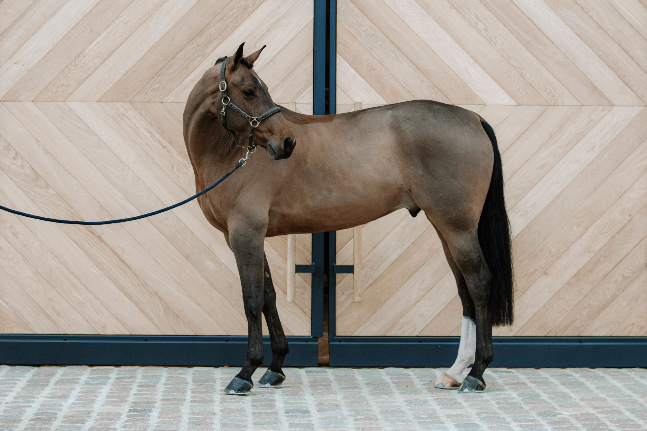 Un cheval devant une porte en bois